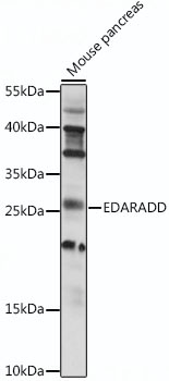 EDARADD Rabbit Polyclonal Antibody