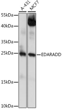 EDARADD Rabbit Polyclonal Antibody