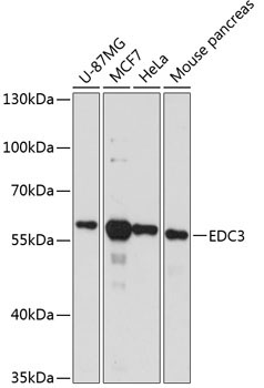 EDC3 Rabbit Polyclonal Antibody