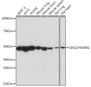 EDG1/HEXIM1 Rabbit Monoclonal Antibody