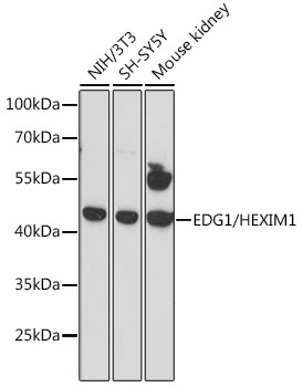 EDG1/HEXIM1 Rabbit Polyclonal Antibody
