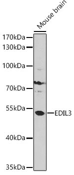 EDIL3 Rabbit Polyclonal Antibody