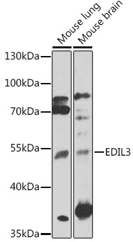 EDIL3 Rabbit Polyclonal Antibody