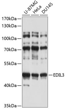 EDIL3 Rabbit Polyclonal Antibody