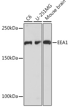 EEA1 Rabbit Monoclonal Antibody