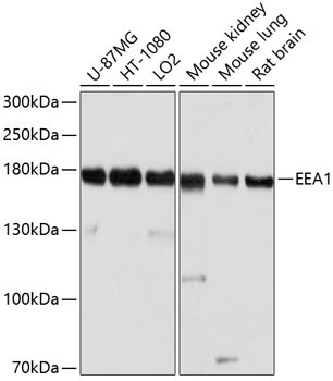 EEA1 Rabbit Polyclonal Antibody