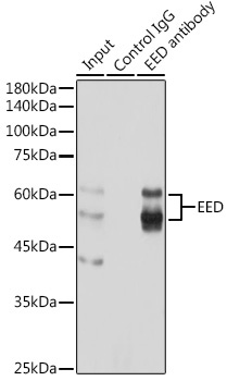 EED Rabbit Polyclonal Antibody - Image 5