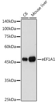 eEF1A1 Rabbit Polyclonal Antibody - Image 2