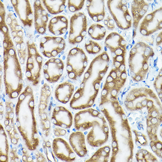 eEF1A1 Rabbit Polyclonal Antibody - Image 4