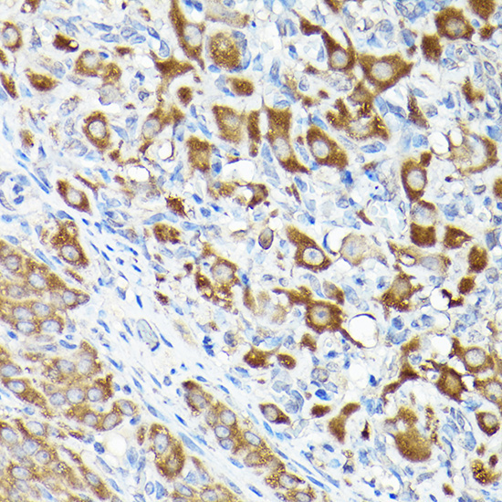 eEF1A1 Rabbit Polyclonal Antibody - Image 5
