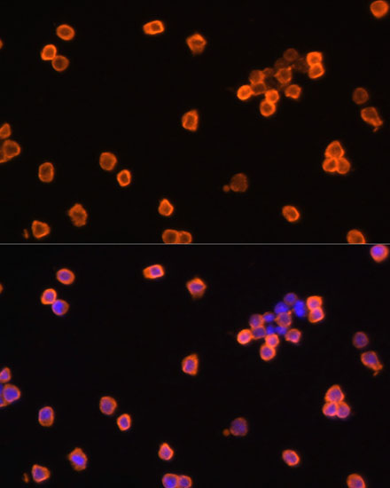 eEF1A1 Rabbit Polyclonal Antibody - Image 6