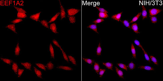 EEF1A2 Rabbit Polyclonal Antibody - Image 5