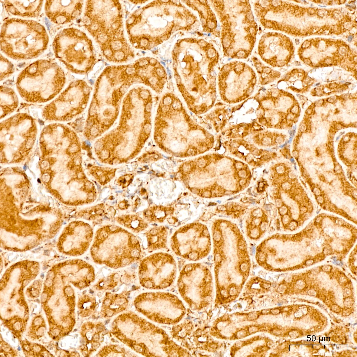 EEF1D Rabbit Polyclonal Antibody - Image 5