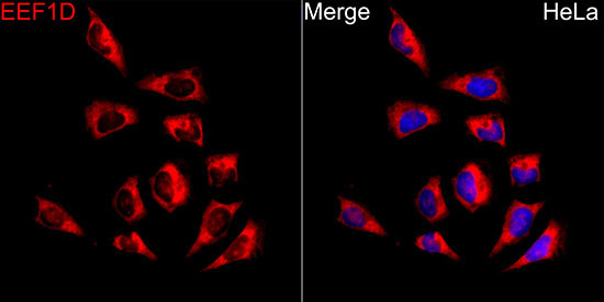 EEF1D Rabbit Polyclonal Antibody - Image 6