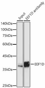 EEF1D Rabbit Polyclonal Antibody - Image 8