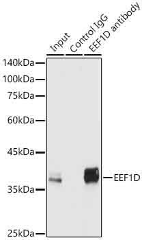 EEF1D Rabbit Polyclonal Antibody - Image 9