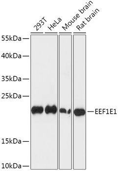 EEF1E1 Rabbit Polyclonal Antibody