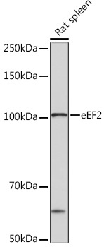 eEF2 Rabbit Monoclonal Antibody - Image 2