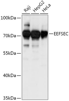 EEFSEC Rabbit Polyclonal Antibody