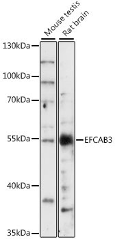 EFCAB3 Rabbit Polyclonal Antibody