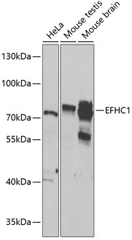 EFHC1 Rabbit Polyclonal Antibody