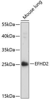EFHD2 Rabbit Polyclonal Antibody