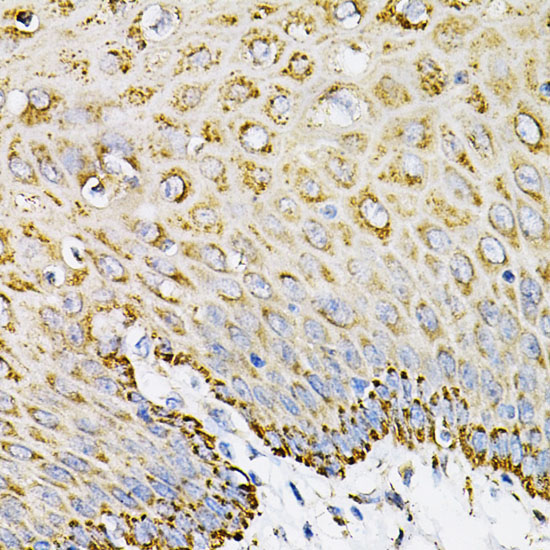 EFNA1 Rabbit Polyclonal Antibody - Image 3