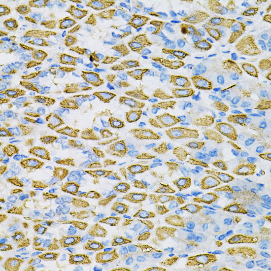 EFNA1 Rabbit Polyclonal Antibody - Image 4