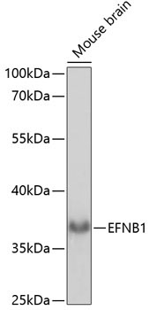 EFNB1 Rabbit Polyclonal Antibody