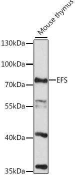 EFS Rabbit Polyclonal Antibody