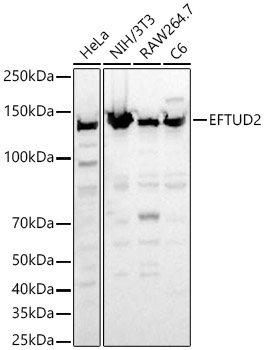 EFTUD2 Rabbit Polyclonal Antibody