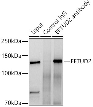 EFTUD2 Rabbit Polyclonal Antibody - Image 7
