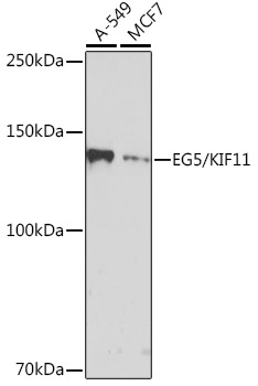 EG5/KIF11 Rabbit Monoclonal Antibody