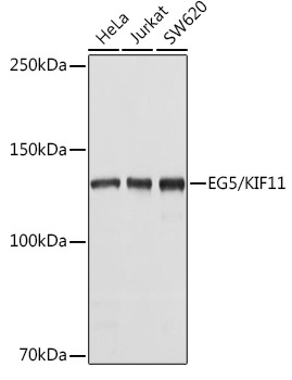 EG5/KIF11 Rabbit Polyclonal Antibody
