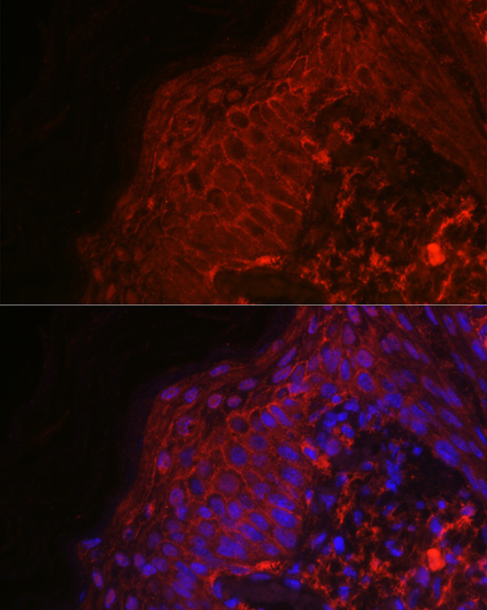 EGF Rabbit Polyclonal Antibody - Image 2