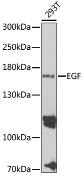 EGF Rabbit Polyclonal Antibody - Image 2