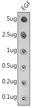 EGF Rabbit Polyclonal Antibody - Image 3