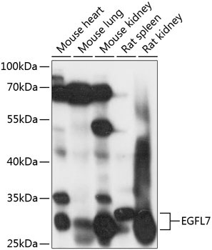EGFL7 Rabbit Polyclonal Antibody