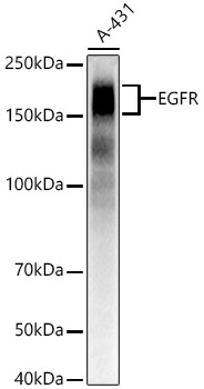 EGFR Rabbit Monoclonal Antibody