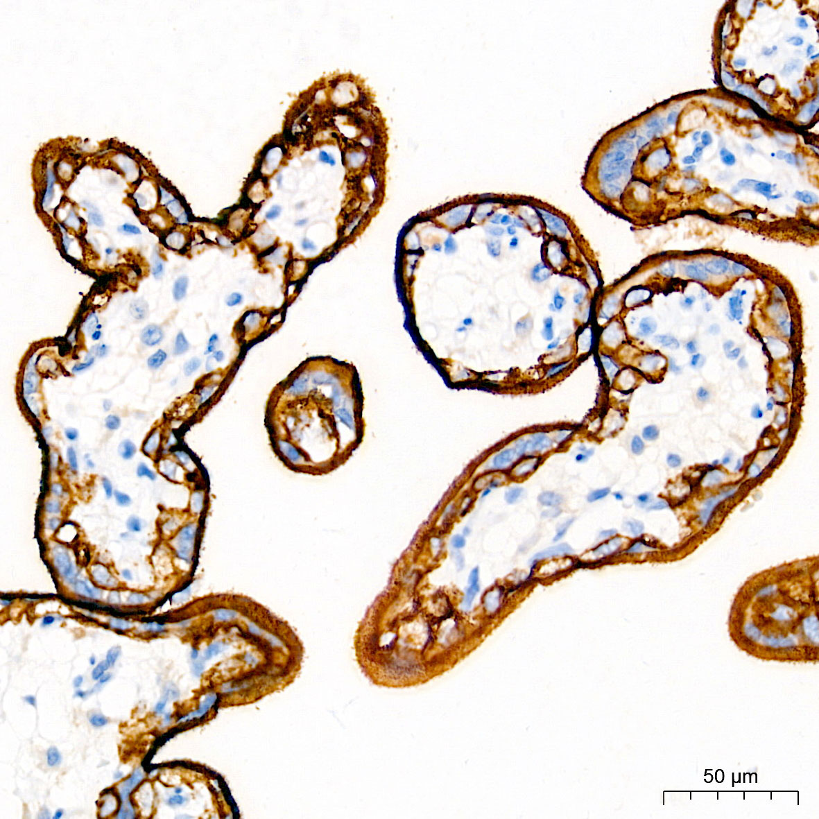 EGFR Rabbit Monoclonal Antibody - Image 2
