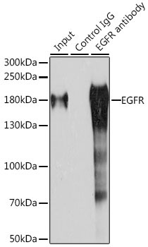 EGFR Rabbit Polyclonal Antibody - Image 7