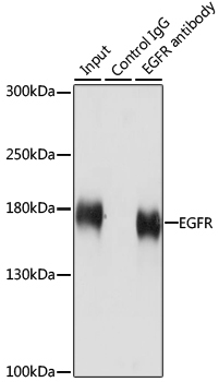 EGFR Rabbit Polyclonal Antibody - Image 6