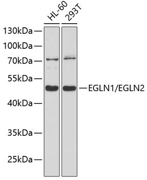 EGLN1/EGLN2 Rabbit Polyclonal Antibody