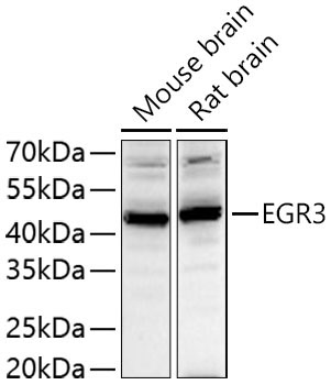 EGR3 Rabbit Polyclonal Antibody - Image 2
