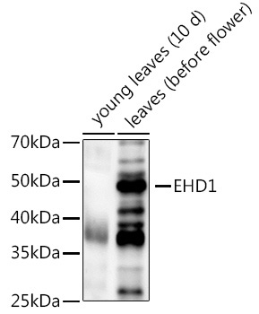 EHD1  Rabbit Polyclonal Antibody