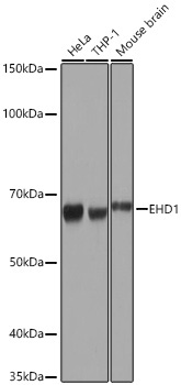 EHD1 Rabbit Monoclonal Antibody