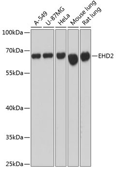 EHD2 Rabbit Polyclonal Antibody