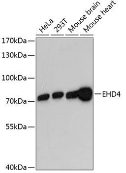 EHD4 Rabbit Polyclonal Antibody