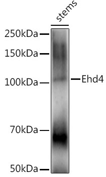 Ehd4 Rabbit Polyclonal Antibody