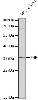 EHF Rabbit Polyclonal Antibody